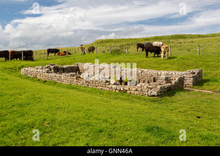 Northumberland, England, Vereinigtes Königreich.  Brocolitia Mithras Tempel (Tempel der Carrawburgh des Mithras).  Der Hadrianswall Fußweg. Stockfoto