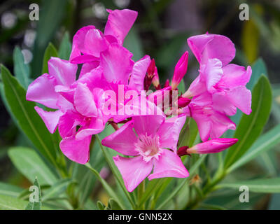 Oleander (Nerium Oleander) Blume. Naturpark Sierra de Mijas. Provinz Malaga, Costa del Sol Andalusien südlichen Spanien Europ Stockfoto