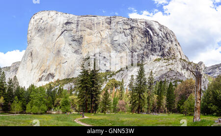 Volle Panorama Blick von EL Capitan im Yosemite, mit grünem Rasen und Wald, unter blauem Himmel und weißen Wolke Stockfoto