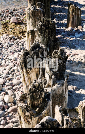 Alt und teilweise verrotteten hölzernen Wellenbrecher Stockfoto