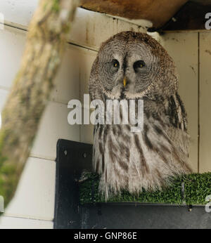 Erwachsenen Bartkauz (Strix Nebulosa) in Gefangenschaft Stockfoto