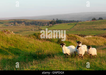 Römisches Kastell Aesica (große Chesters) am Hadrianswall - Ansicht aussehende Süd-Süd-Osten zu den Überresten der West gate Stockfoto