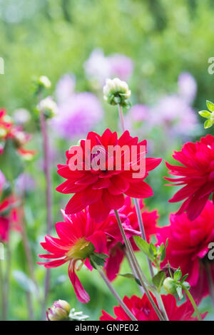 Dahlie 'Edwins Sunset' Blumen. Kleine Seerose-Dahlie Stockfoto