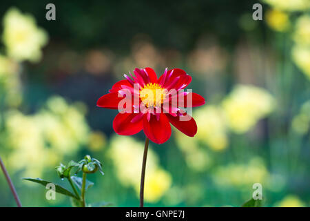 Dahlie 'Trelyn crimson' Blume. Collerette blühende Dahlie Stockfoto