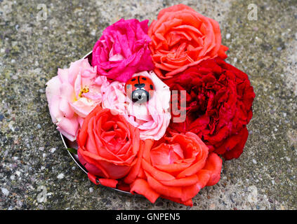 Anordnung eines Tabletts voller Hand gepflückt echte Rosen in vier Farben mit einer gemalten Marienkäfer auf dem Strand-Kiesel für die Präsentation. Stockfoto