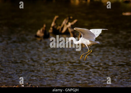 Seidenreiher hereinkommen in Filey Dämme (Egretta Garzetta) Land Stockfoto