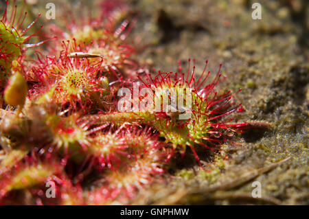 Tentakel der Runde-leaved Sonnentau oder Sonnentau (Drosera Rotundifolia), mit Resten von verdaut Insekten Stockfoto