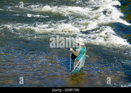 Angler stehend in Wasser unter einem Wehr Fliegenfischen auf Lachs in Fluss Tweed. Ladykirk Berwickshire Scottish Borders Schottland Großbritannien Stockfoto