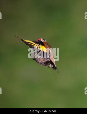 Europäische Stieglitz (Zuchtjahr Zuchtjahr) im Flug Stockfoto