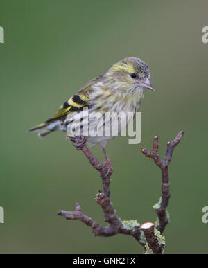 Erlenzeisig (Zuchtjahr Spinus) auf Ast im winter Stockfoto