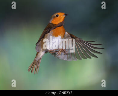 Rotkehlchen (Erithacus Rubecula) fliegen Stockfoto