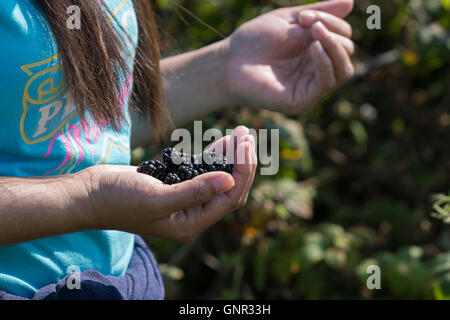 Eine Frau mit wilden Brombeeren gepflückt in Jersey, Kanalinseln Stockfoto