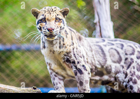 Leopardkatze in Thailand zoo Stockfoto