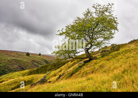 Ein Baum auf dem Weg zum Top Withens und Bronte Wasserfällen, in der Nähe von Haworth Dorf, Yorkshire, Großbritannien Stockfoto