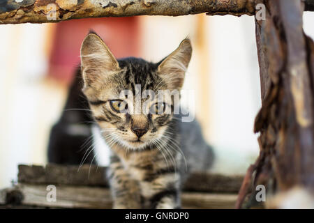 Süße Tabby Katze auf alten Holzpalette. Kleine Katze auf verlassenen alten rostigen Schiff. Stockfoto