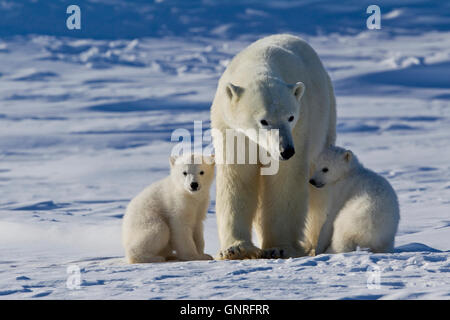 Eisbär-Sau und zwei jungen Ursus Maritimus auf arktische Tundra, Manitoba, Kanada Stockfoto