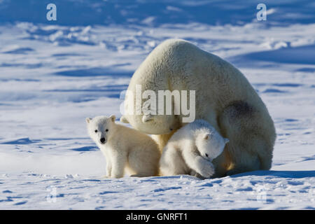 Eisbär-Sau und zwei jungen Ursus Maritimus auf arktische Tundra, Manitoba, Kanada Stockfoto