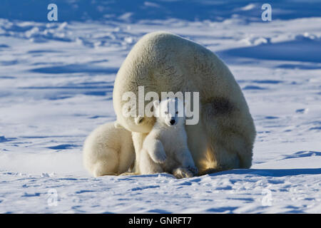 Eisbär-Sau und zwei jungen Ursus Maritimus auf arktische Tundra, Manitoba, Kanada Stockfoto