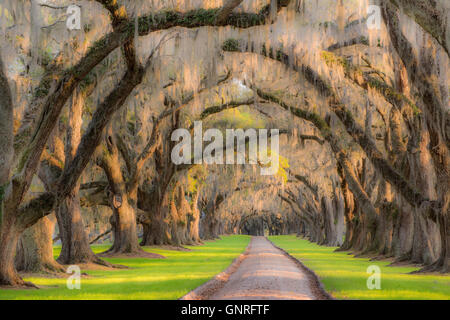 Eichen (Quercus Virginiana) und spanischem Moos (Tilandsia Useneoides), Edisto Island, South Carolina USA Stockfoto