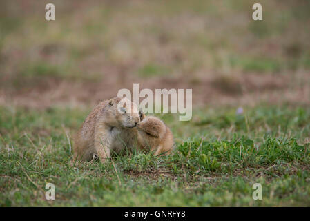 Schwarz-angebundene Präriehund (Cynomys sich) Mutter und Neugeborenes Interaktion, North Dakota, USA Stockfoto