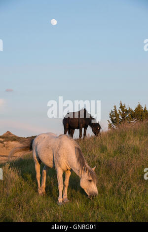 Wildpferd (Equs Ferus), Mustang, Beweidung Feral, Theodore-Roosevelt-Nationalpark, North Dakota, im Westen Nordamerikas Stockfoto