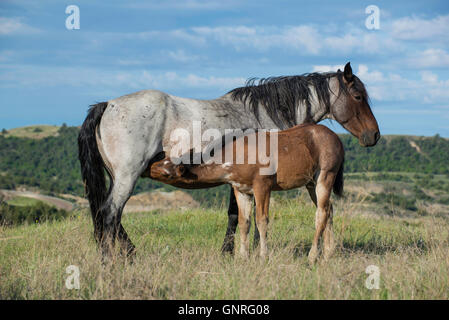 Wilde Pferde, (Equs Ferus), Mustang, Mutter Pflege Fohlen, Theodore-Roosevelt-Nationalpark, Badlands, N. Dakota USA Stockfoto