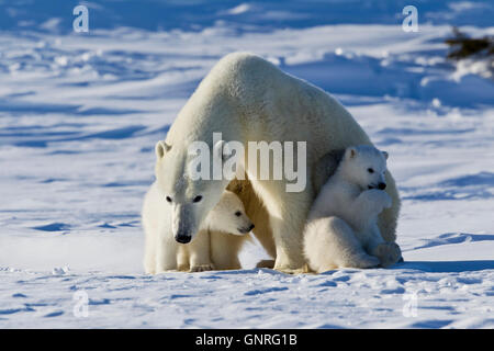 Eisbär-Sau und zwei jungen Ursus Maritimus auf arktische Tundra, Manitoba, Kanada Stockfoto