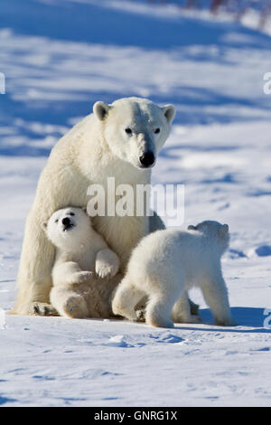 Eisbär-Sau und zwei jungen Ursus Maritimus auf arktische Tundra, Manitoba, Kanada Stockfoto