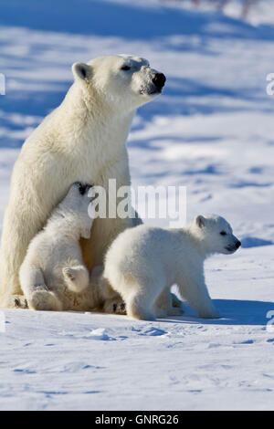 Eisbär-Sau und zwei jungen Ursus Maritimus auf arktische Tundra, Manitoba, Kanada Stockfoto