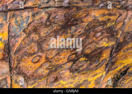 Detail des Bogens eines zerstörten Angeln Schiffes aufgegeben im Dorf Djupavik in Strandir Küste, West-Fjorde, Island Stockfoto