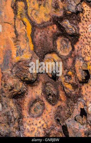 Detail des Bogens eines zerstörten Angeln Schiffes aufgegeben im Dorf Djupavik in Strandir Küste, West-Fjorde, Island Stockfoto