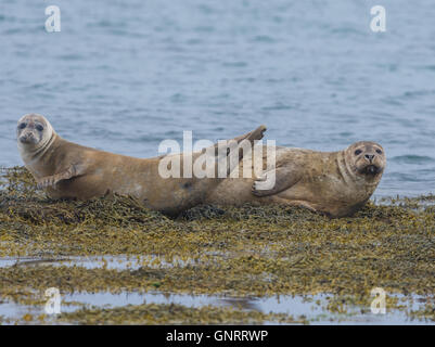 Seehunde in den Gewässern des Skotur-Fjord in der Nähe von Litlibaer, westlichen Fjorde, Island Stockfoto