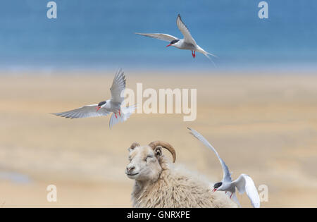 Küstenseeschwalben Angriff vorbei Schafe an einem Strand in den Westfjorden Islands Stockfoto