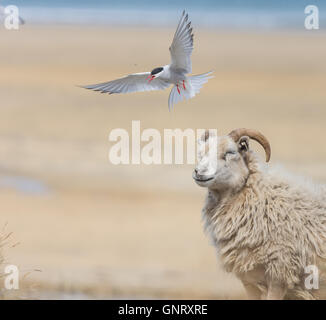 Küstenseeschwalben Angriff vorbei Schafe an einem Strand in den Westfjorden Islands Stockfoto