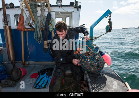 Tobermory, Vereinigtes Königreich, shell-Angeln mit seinem Cutter aus der Isle of Mull Stockfoto