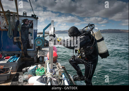 Tobermory, Vereinigtes Königreich, erhält Muschel Taucher zurück an den cutter Stockfoto