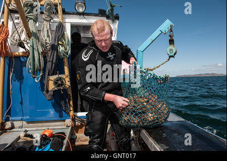 Tobermory, Vereinigtes Königreich, shell-Angeln mit seinem Cutter aus der Isle of Mull Stockfoto