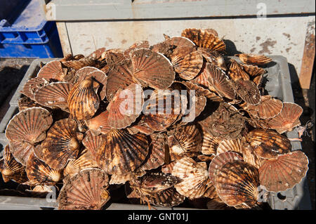 Tobermory, Vereinigtes Königreich, abseits großer Pectinids auf einem Fräser mit der Isle of Mull Stockfoto