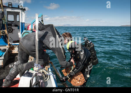 Tobermory, Vereinigtes Königreich, bringen Schalentiere Taucher eine Fischerei Stockfoto