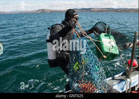 Tobermory, Vereinigtes Königreich, bringen Schalentiere Taucher eine Fischerei Stockfoto