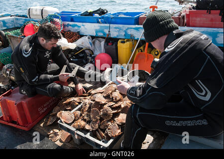 Tobermory, Vereinigtes Königreich, off Muscheln Taucher auf Booten der Isle of Mull Stockfoto