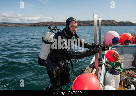 Tobermory, Vereinigtes Königreich, off Muscheln Taucher auf Booten der Isle of Mull Stockfoto