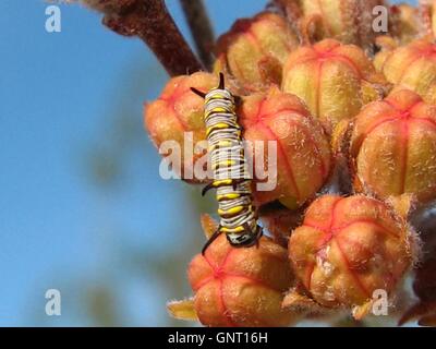 Königin Schmetterling Raupe auf einem Kaktus-Blume im Joshua Tree National Park in Twentynine Palms, Kalifornien. Stockfoto