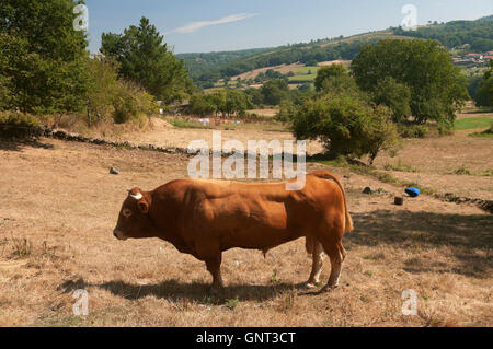 Ein Stier, Dozon, Pontevedra Provinz, Region Galicien, Spanien, Europa Stockfoto