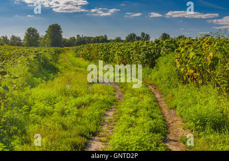 Landschaft mit schmutzigen Straße zwischen Sonnenblumen-Felder in der Zentralukraine am Abend Stockfoto