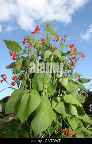 Blumen und Bohnen auf einem unterstützten Runner Bean Pflanzenzucht (Phaseolus Coccineus) in einem traditionellen englischen Küche Garten Stockfoto