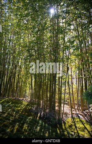 Sonne durch Bambushain im japanischen Garten, Japanese Friendship Garden, San Diego, Kalifornien Stockfoto