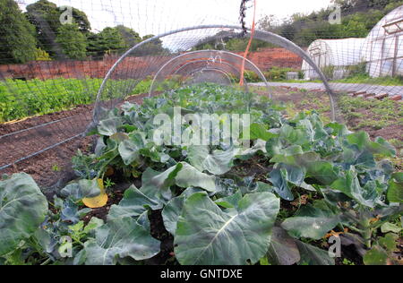 Calabrese (Brokkoli) angebaut unter Aufrechnung in einem organischen ummauerten Garten, Nordengland, UK Stockfoto