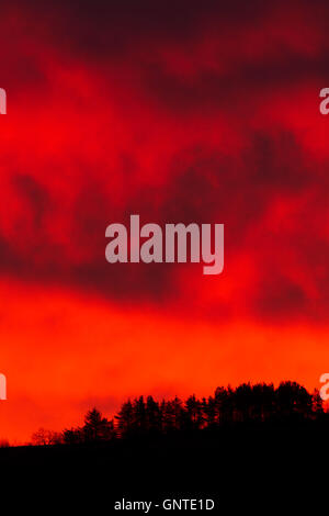 Eine Reihe von Bäumen Silhouette unter ein flammendes Rot Himmel bei Tagesanbruch Stockfoto