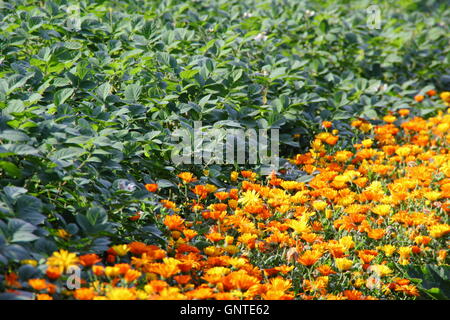 Mischkultur von Topf Ringelblumen (Calendula Officinalis) mit Gemüsekulturen in einen englischen Garten Schädlinge abzuschrecken Stockfoto